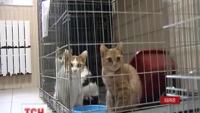 В Харькове кот нанес убытки местному мясокомбината на 6000 гривен