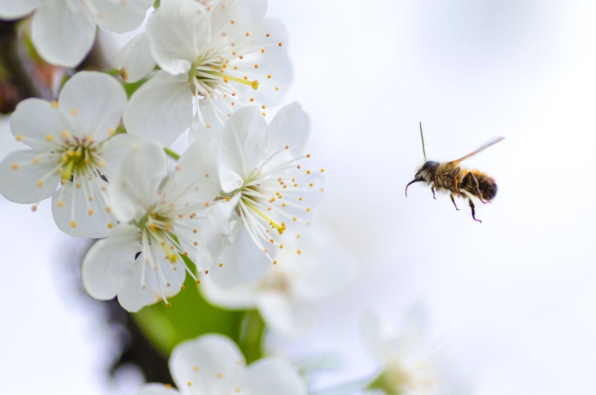 12 квітня вже з вуликів почали вилітати бджоли — прийшла весна і вона буде теплою / © Pexels
