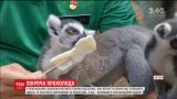 В пекинском зоопарке решили спасать животных от жары мороженым