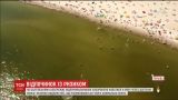 Токсичные водоросли атакуют Балтику