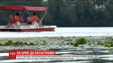 За крок до катастрофи: раннє цвітіння Дніпра загрожує рибам та людям