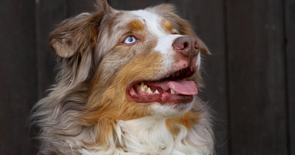 Австралийская овчарка