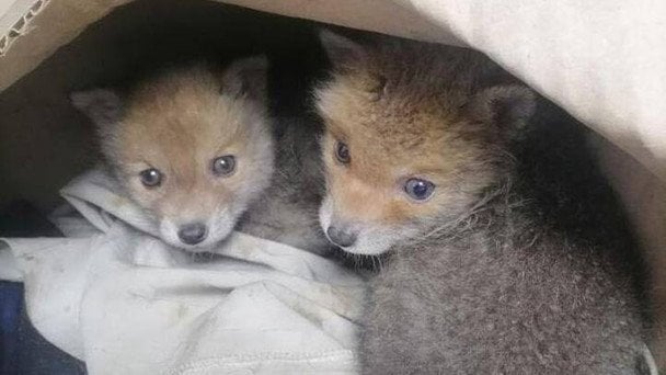 На Харківщині енергетикам підкинули коробку з лисенятами: що буде з малюками далі
