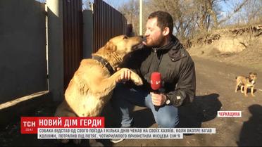 Украинский Хатико: как пес отстал от хозяев и верно ждал их