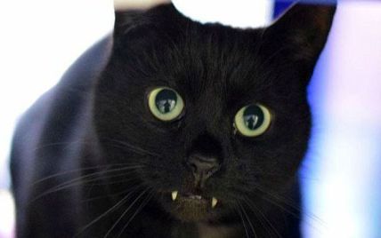 Кішка-вампір, яка шукає родину, "підірвала" Інтернет