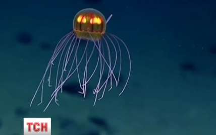 Ученые обнаружили в океане красочных медуз на глубине 4 тысячи метров