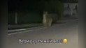 Неожиданный гость в селе - медведь бегал по улицам на Закарпатье
