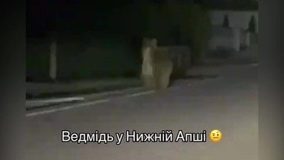 Несподіваний гість у селі - ведмідь бігав вулицями на Закарпатті