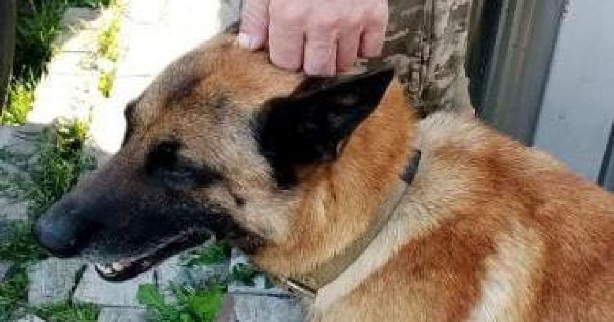 У Києві чоловік застрелив бельгійську вівчарку
