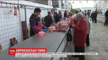 Через спалах африканської чуми свиней у Бердичеві оголосили карантин