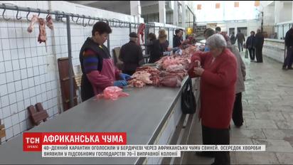 Через спалах африканської чуми свиней у Бердичеві оголосили карантин