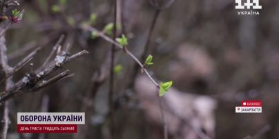 Закарпаття здивувало: до регіону не за розкладом прийшла весна