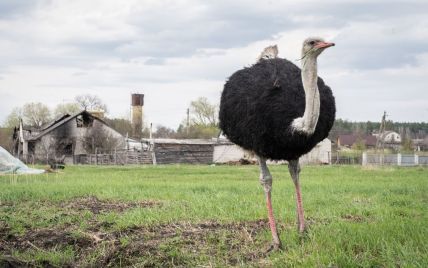 Во время оккупации села в Киевской области российские военные съели почти всех страусов и угрожали убивать собак