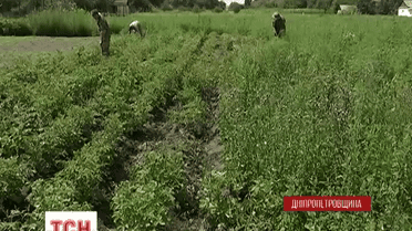 На Днепропетровщине появилась первая в Украине волонтерская ферма