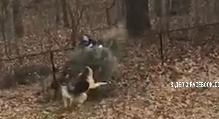 В Сети набирает популярность видео о борьбе собак за елку