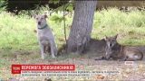 В Херсоне приняли решение не убивать, а обследовать бездомных собак