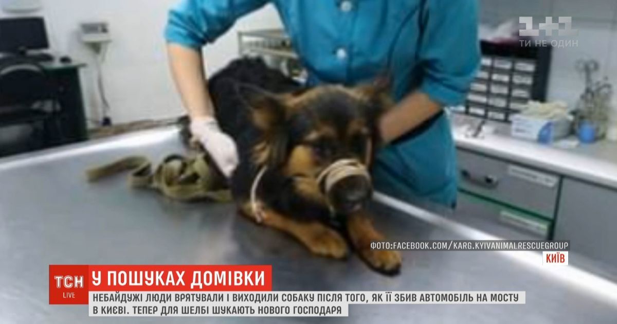 В Киеве собака попала под такси после того, как ее выбросил хозяин: Шелби ищет семью