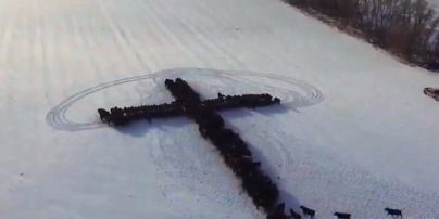 Мережу вразило відео із коровами, які сходяться у великий хрест на полі у США