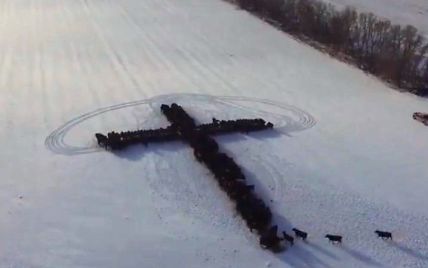 Мережу вразило відео із коровами, які сходяться у великий хрест на полі у США