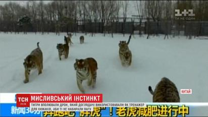 В центре сибирских тигров животные проявили инстинкт и поймали дрон