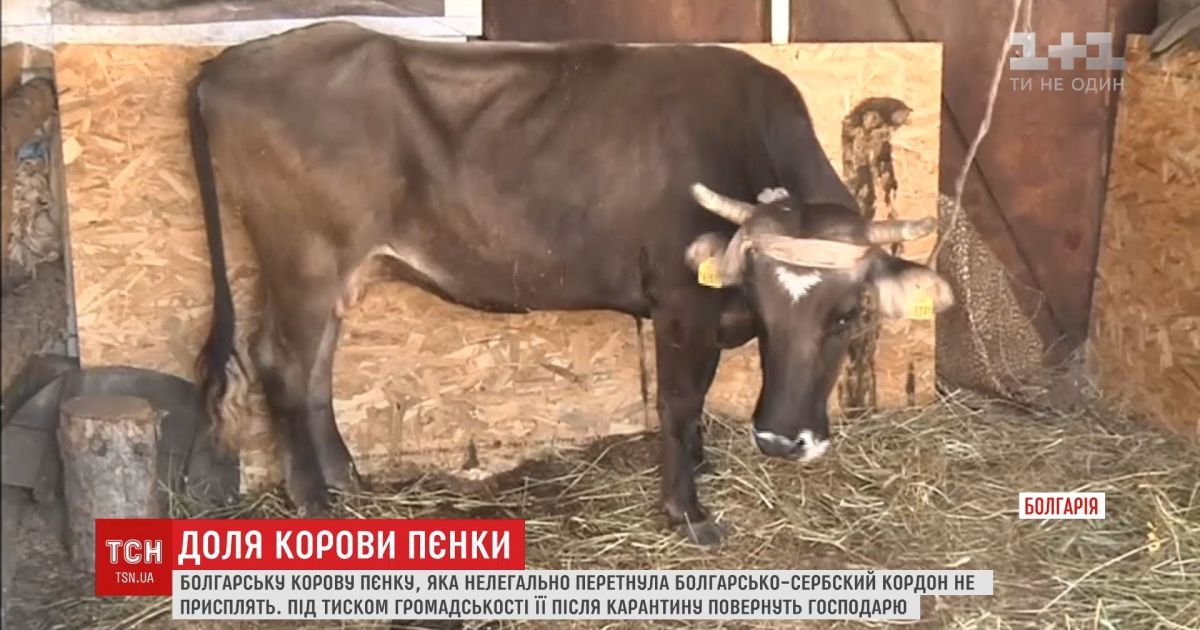 Болгарську корову Пєнку, яка нелегально перетнула кордон, не присплять