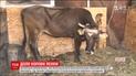 Болгарську корову Пєнку, яка нелегально перетнула кордон, не присплять