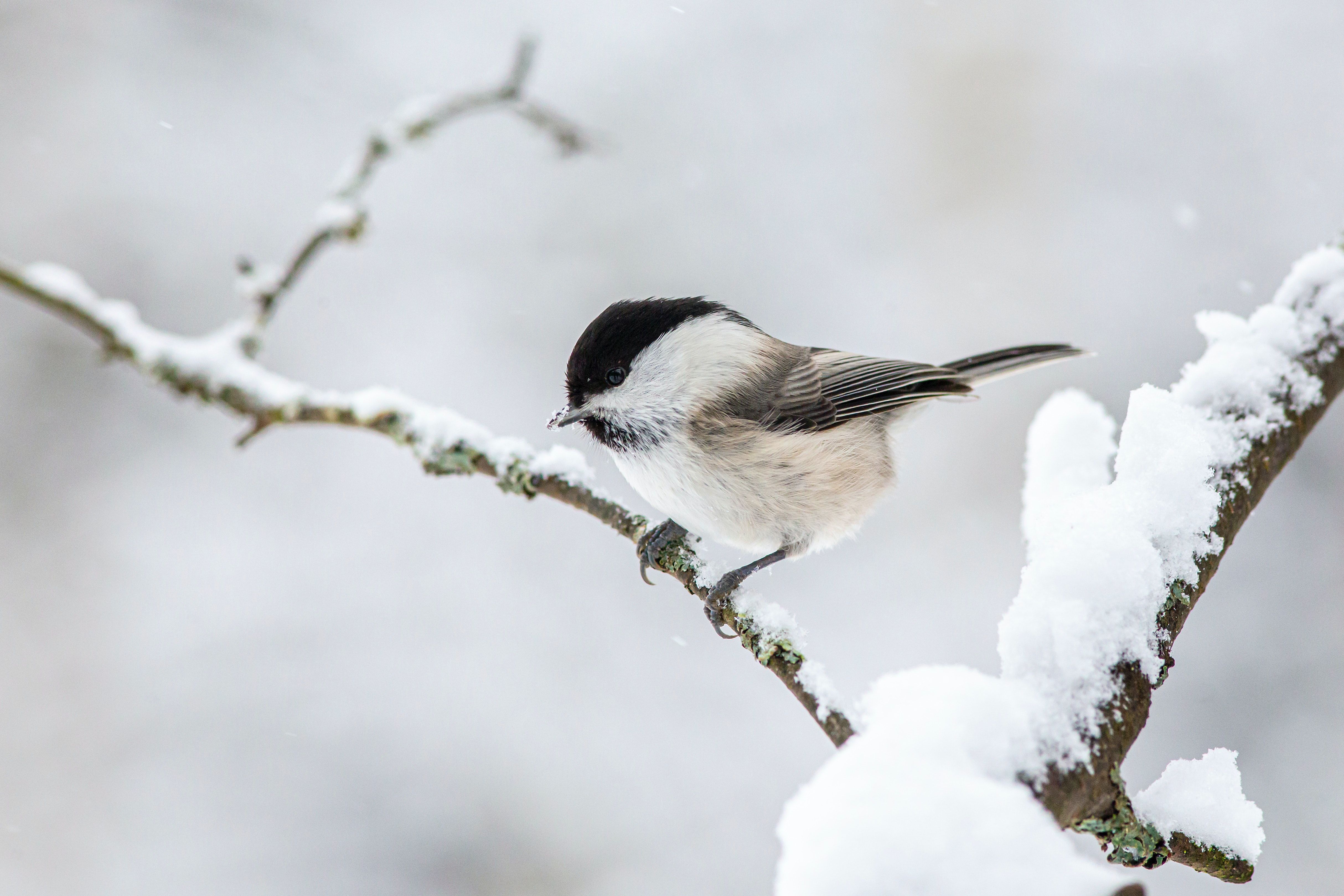 16 грудня пташки голосно співають – до відлиги / © Pexels
