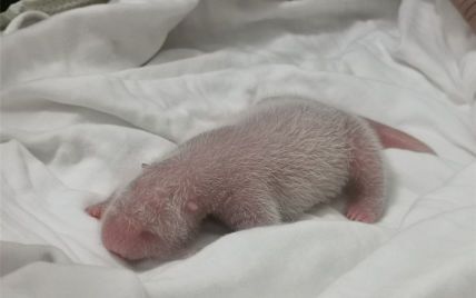 Такого ще не було: у Китаї народилося найважче у світі маля панди