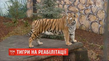 У зоопарку Польщі успішно адаптують двох вилучених на кордоні тигрів
