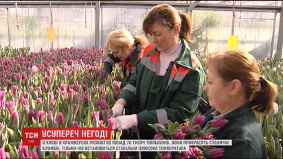 Посеред кучугур снігу: у Києві в оранжереях розквітло більше 70 тисяч тюльпанів