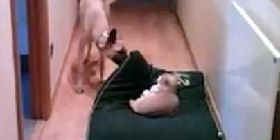 Користувачів Мережі розвеселило відео, на якому собака намагається прогнати кота зі свого ліжка