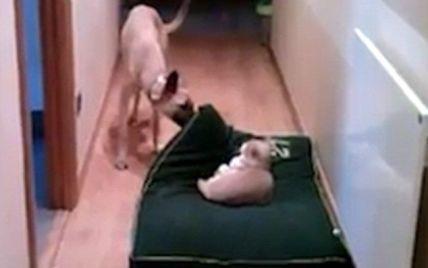 Користувачів Мережі розвеселило відео, на якому собака намагається прогнати кота зі свого ліжка