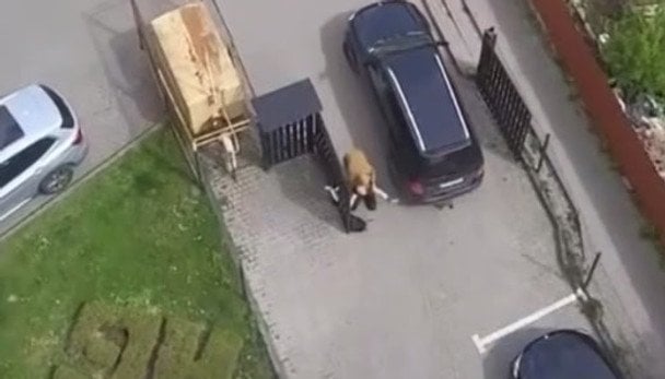 У Львові автівка ТЦК наїхала на матір мобілізованого: що кажуть у поліції (відео)