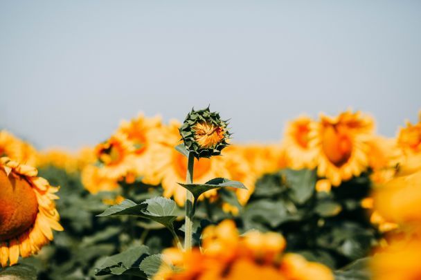 Народні прикмети 19 липня / © Pexels