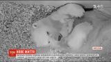 В берлинском зоопарке на свет появился полярный медвежонок