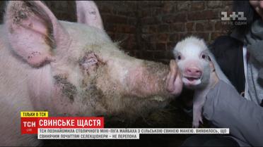 ТСН познайомила столичного міні-піга з сільською свинею