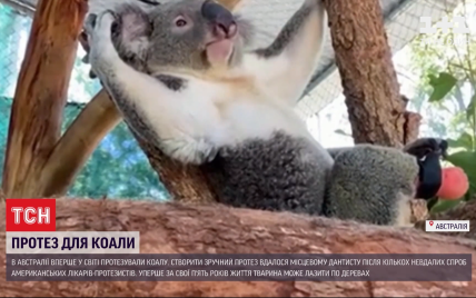 В Австралии впервые в мире протезировали коалу
