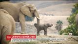 В зоопарке Сан-Диего на свет появились два слоненка