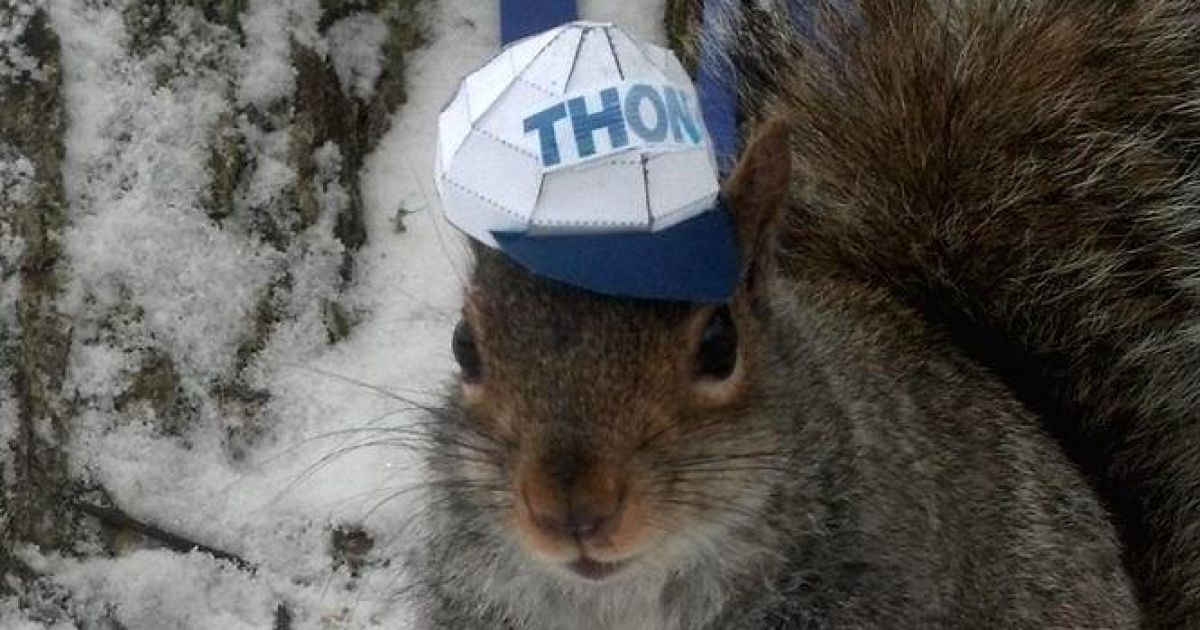 Белка-модница Снизи / © Sneezy The Penn State Squirrel / Facebook