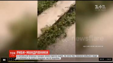 В Китае сняли на видео, как сотни рыб-ползунов вышли из воды и направляются в поисках чистой воды