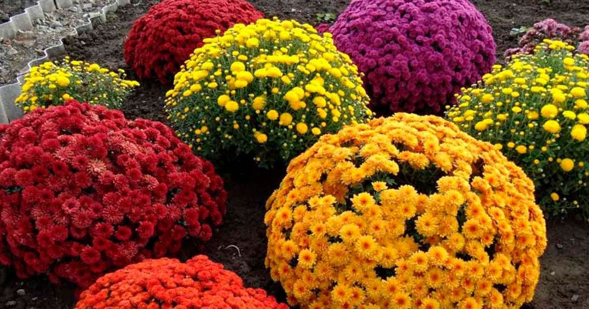 Догляд за хризантемами