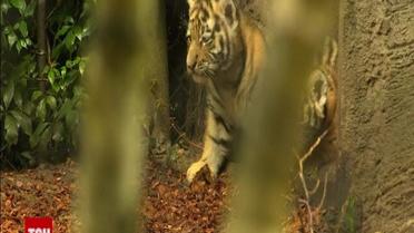 Четырех сибирских тигрят впервые вывели в свет в Гамбургском зоопарке