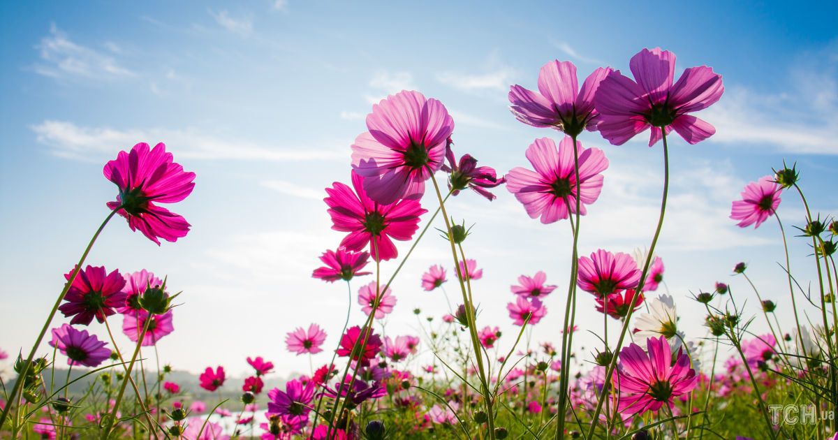 Гороскоп на 7 сентября для всех знаков Зодиака