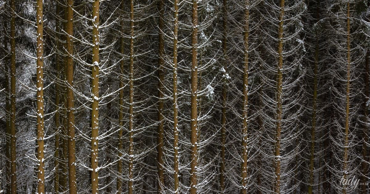 Дерева без листя в снігу