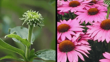 Втому допоможе подолати чай з ехінацеї