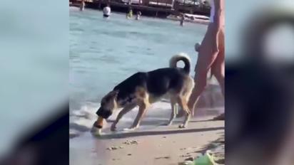 В Одессе на пляже собака украла пиво у людей