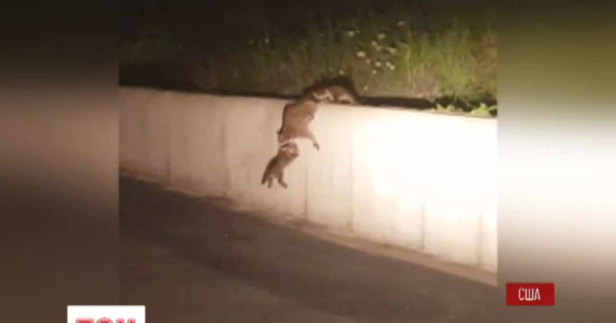 Забавные еноты из США становятся звездами интернета