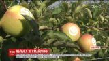 В Винницкой области стали выращивать яблоки со смайликами