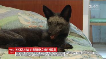 У Вінниці подружжя викупило з ферми та оселило в квартирі лисицю