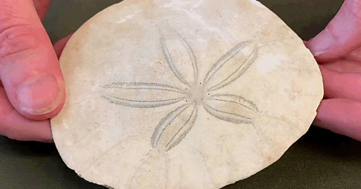 Песчаный доллар